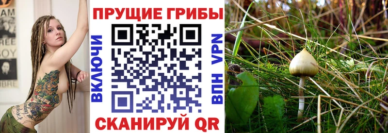 Псилоцибиновые грибы GOLDEN TEACHER  Хабаровск 